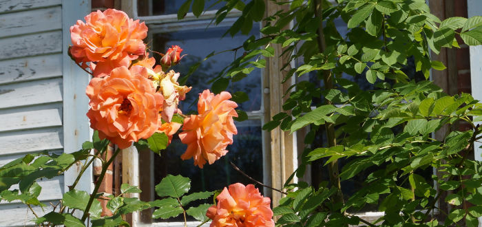 Blüten vor einem Fenster